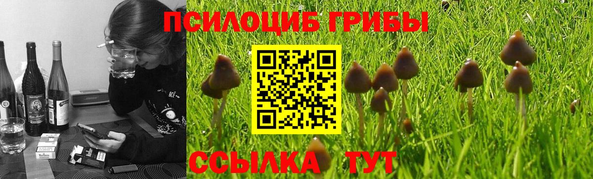 Галлюциногенные грибы Psilocybine cubensis  Вход с VPN  Борзя 